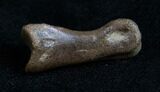 Small Theropod (Raptor) Toe Bone - Hell Creek Formation #11825-2